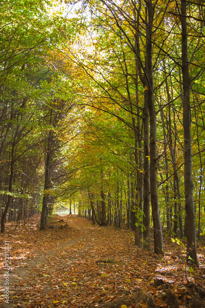 The picturesque path hidden in a beautiful autumn forest. The picturesque path hidden in a beautiful autumn forest.