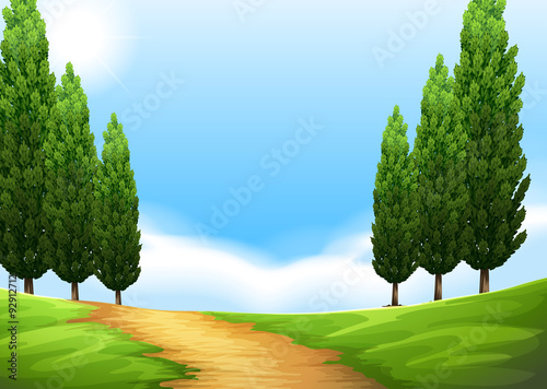 Nature scene with trail and pine tree