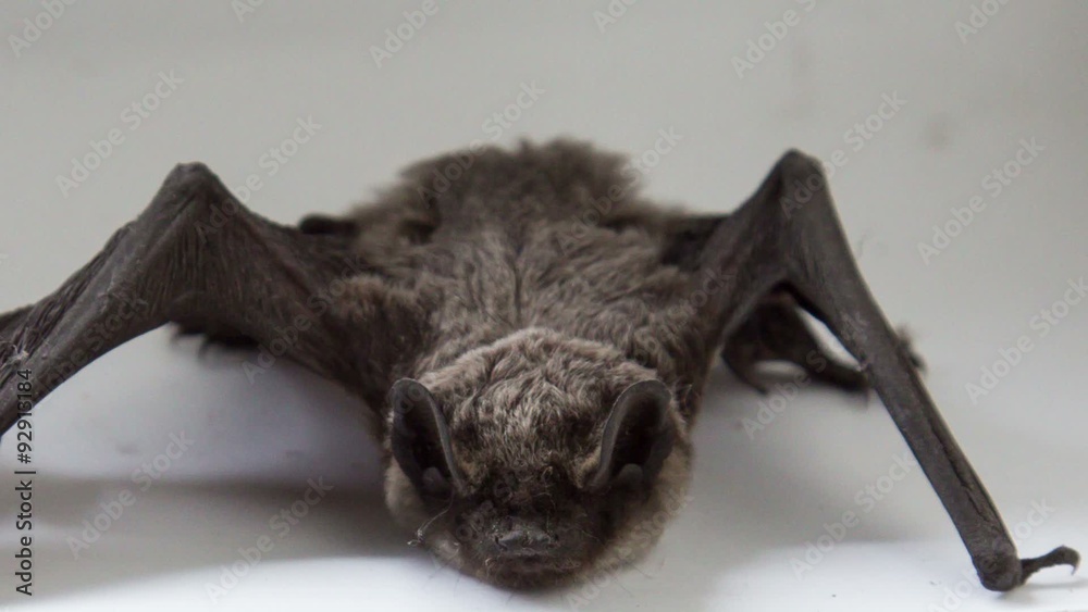bat on white background bat on white background