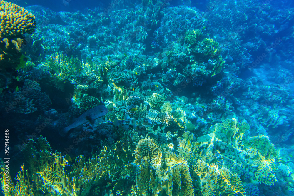 underwater underwater