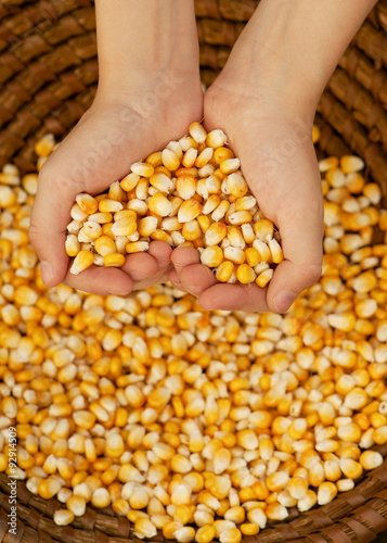 Girls's hands holding grain, on yellow corn. 
