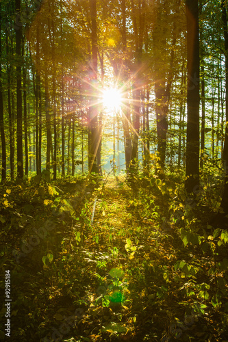 Fototapeta Sunrise in autumn forest