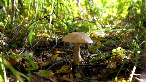 Mushroom-kicking , Brown cap boletus
 photo