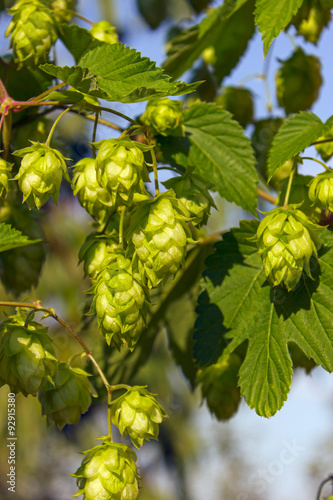 hop cones