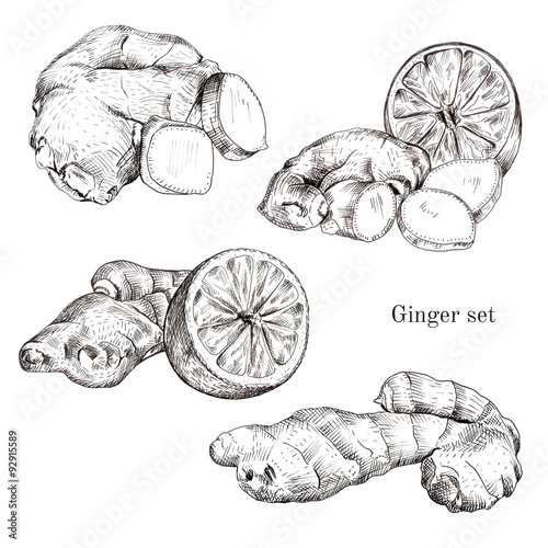 Ginger ink sketches set