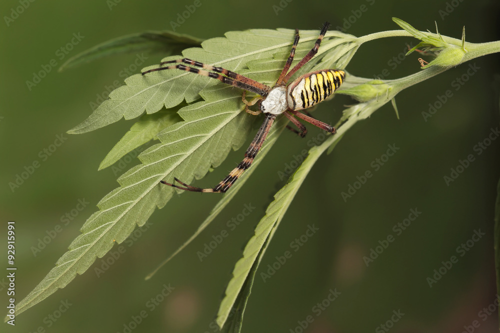 closeup Wasp Spider (Argiope bruennichi) on the leaf of cannabis closeup Wasp Spider (Argiope bruennichi) on the leaf of cannabis