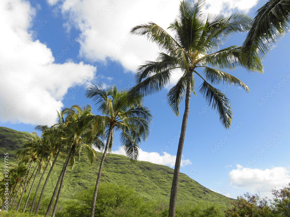 Hawaii mountain and palm tree Hawaii mountain and palm tree