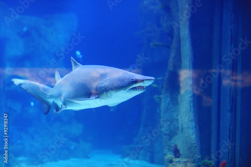 shark in the pool underwater photo © kichigin19