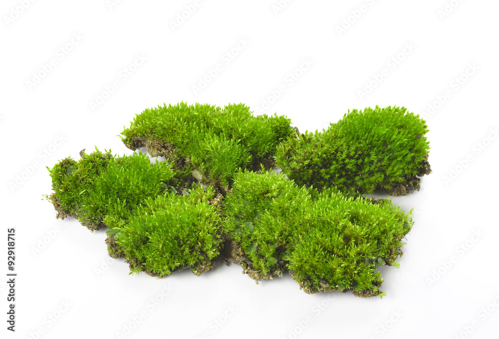 Green moss isolated on white bakground Green moss isolated on white bakground