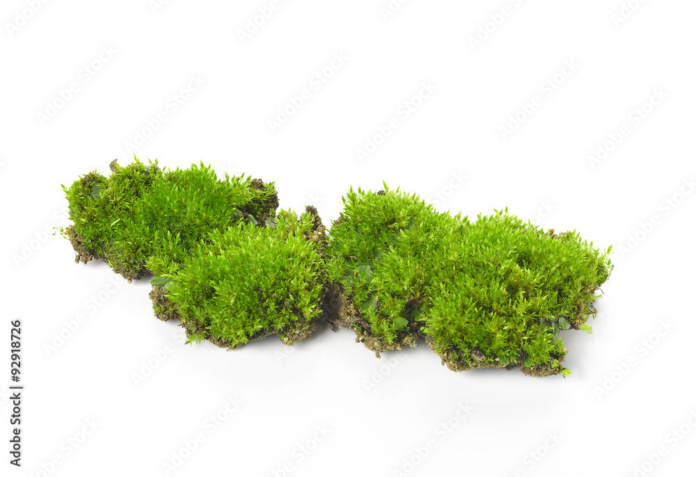 Fototapeta premium Green moss isolated on white bakground