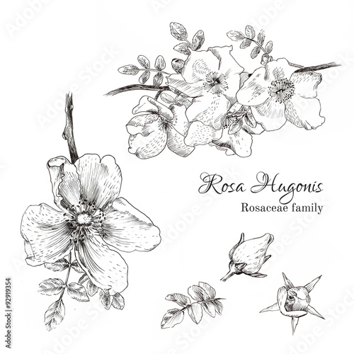 Rosa Hugonis ink sketch. 