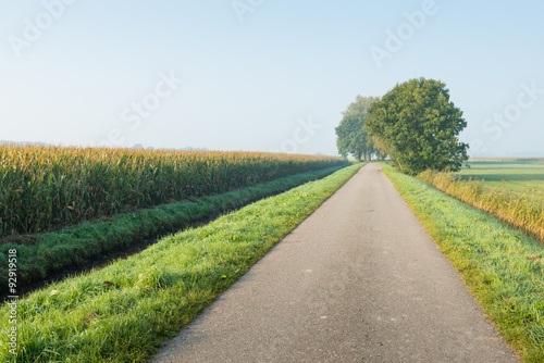 Country road with trees in a rural setting