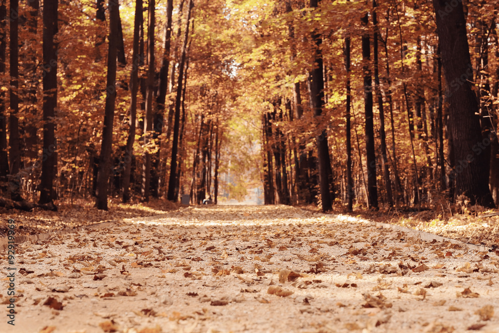 Naklejka premium background autumn leaves in the park, nature