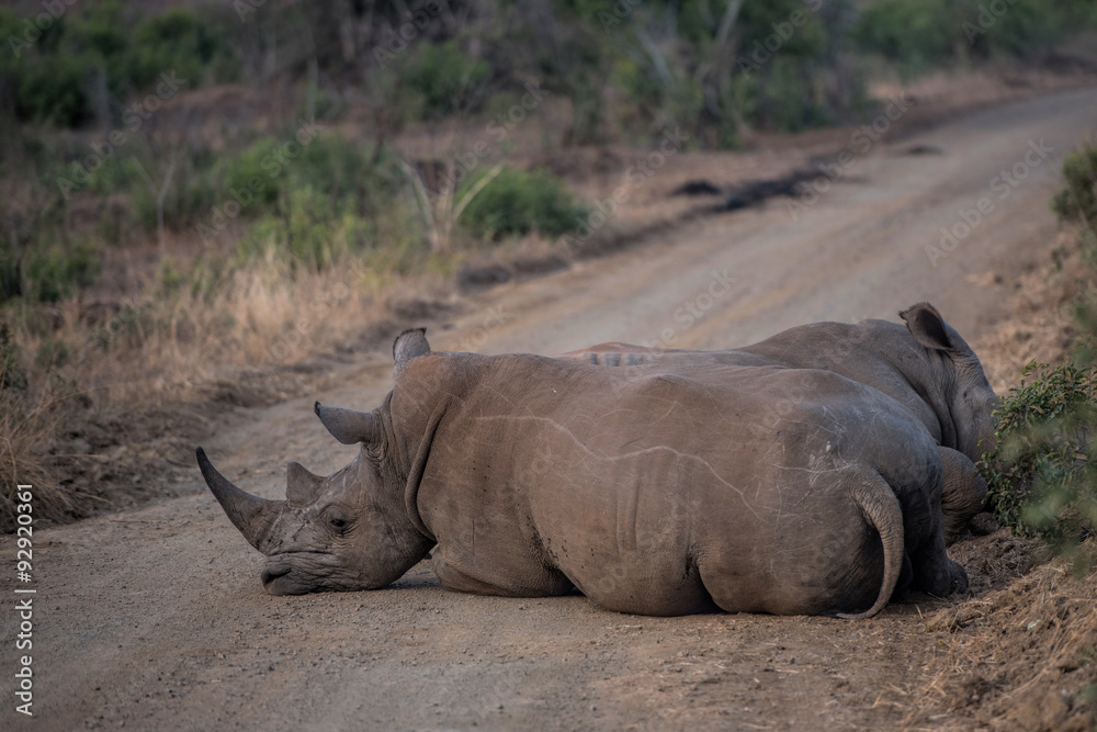 white rhino