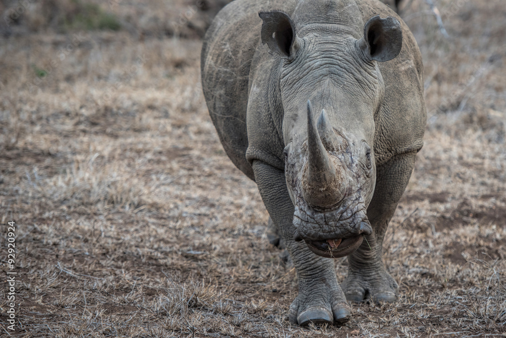 Fototapeta premium white rhino