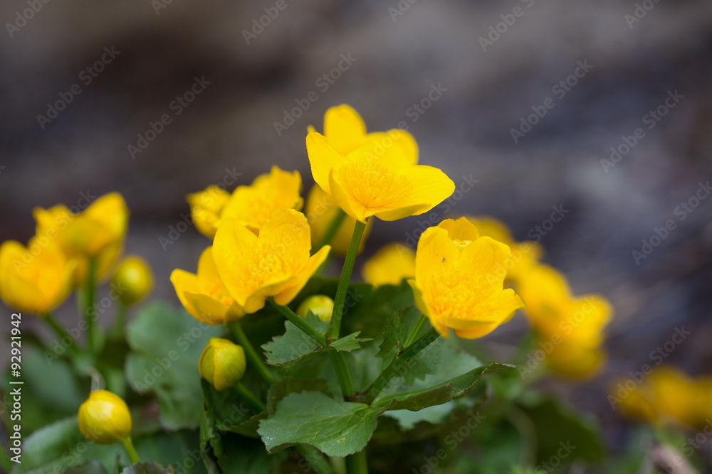 Yellow buttercup flowers Ranunculus. in the meadow Yellow buttercup flowers Ranunculus. in the meadow