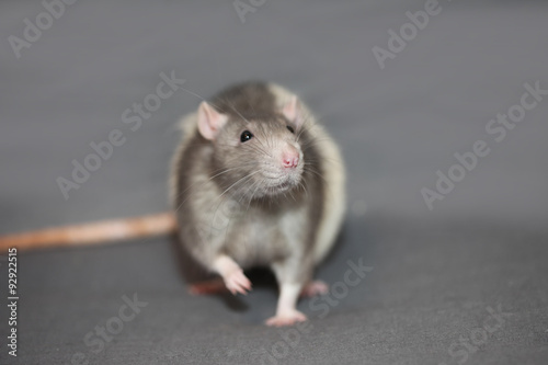 Portrait of domestic rat on a gray background