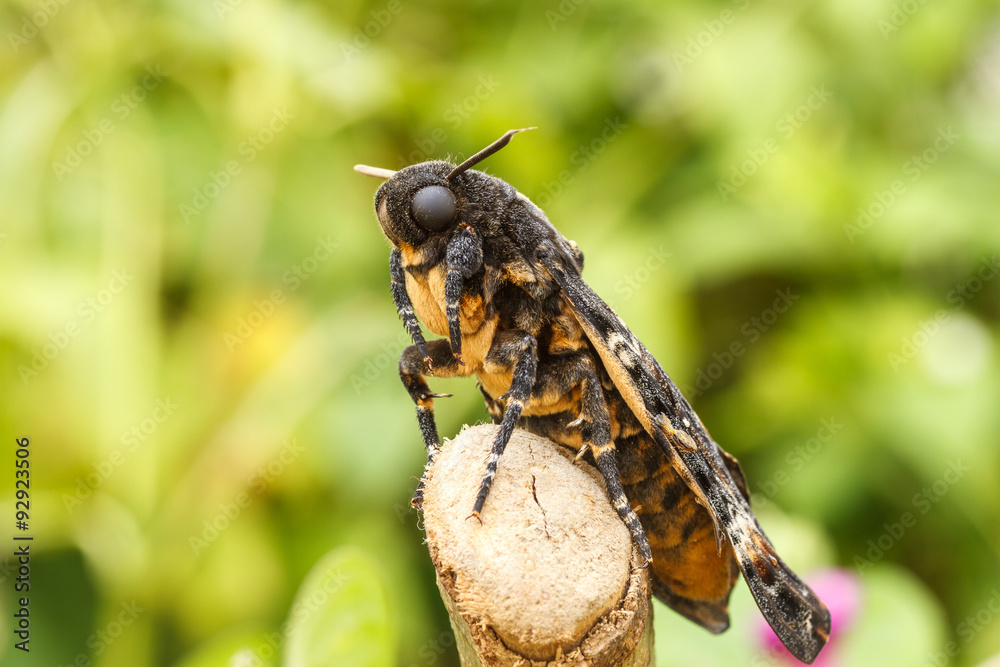 Esfinge de la muerte, Esfinge de la calavera. Acherontia atropos. Stock