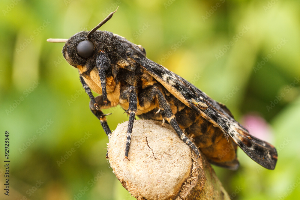 Fotografie Esfinge de la Muerte, Esfinge de la Calavera. Acherontia atropos.
