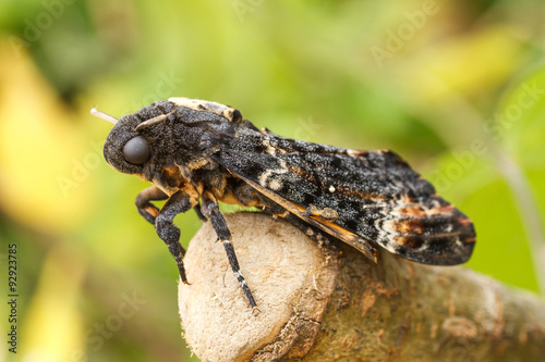 Esfinge de la muerte, Esfinge de la calavera. Acherontia atropos.
 photo