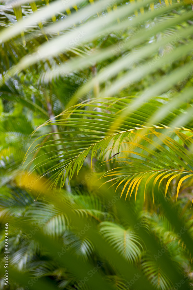 Jungle background of vibrant green layered palm fronds Jungle background of vibrant green layered palm fronds