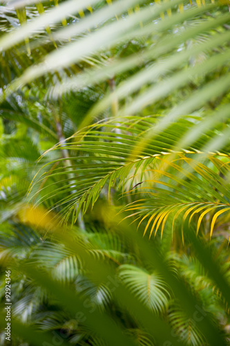 Jungle background of vibrant green layered palm fronds 