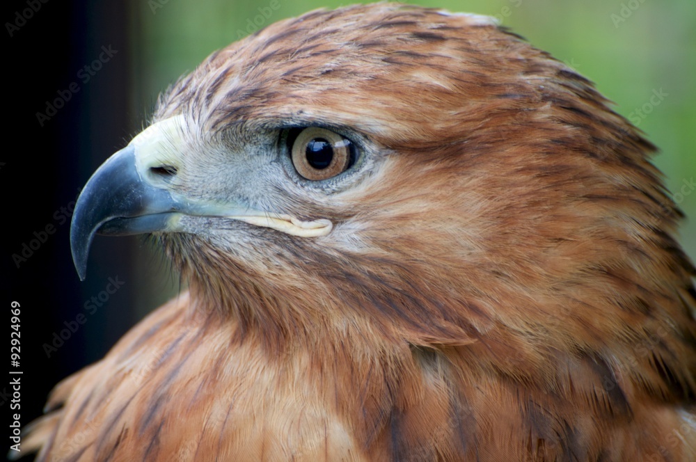 Hawk profile Hawk profile