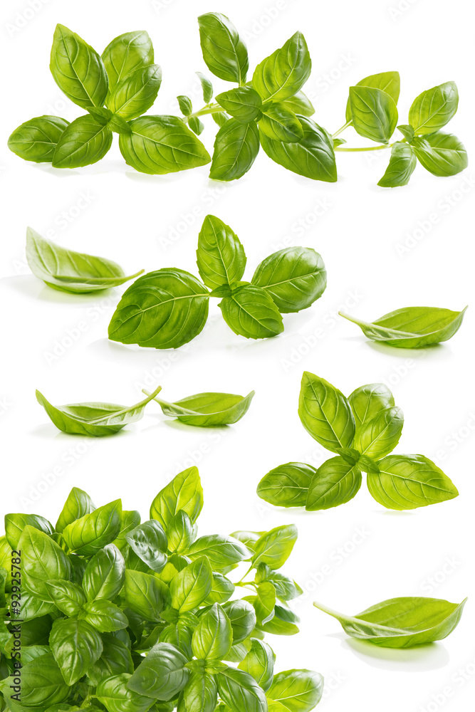 .Collection leaves of basil .Collection leaves of basil