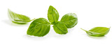 Green leaves of basil