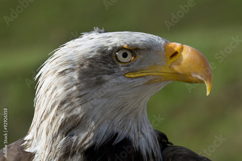 Aguila