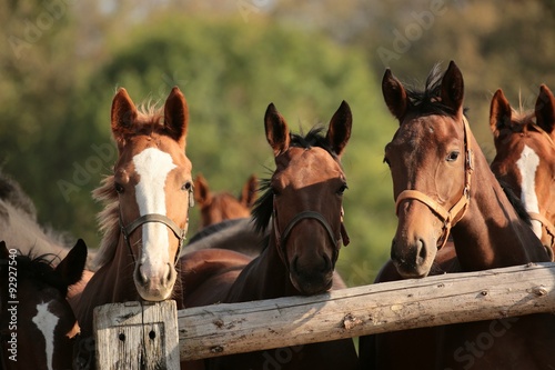 Fototapeta Naklejka Na Ścianę i Meble -  Heads of horses in the pasture