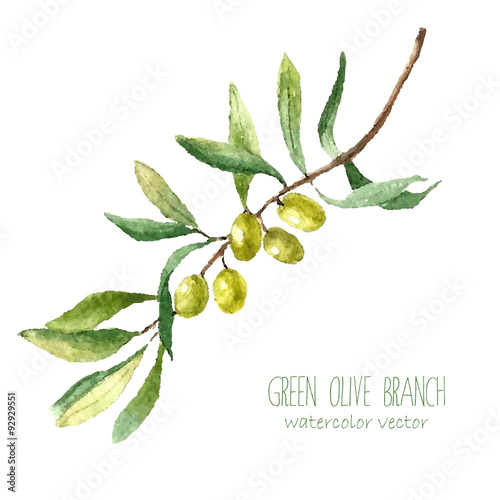 Watercolor olive branch background.