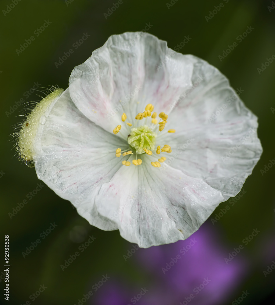 Obraz premium white poppy on a green background