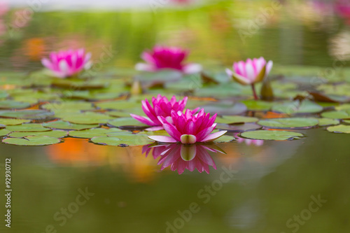 Fototapeta Naklejka Na Ścianę i Meble -  Pink water lily is beautifully reflected in lake water