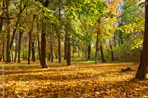 autumn park