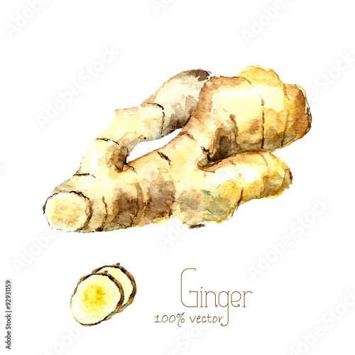 Watercolor ginger root.