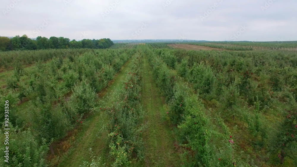 Aerial view of the apple orchard