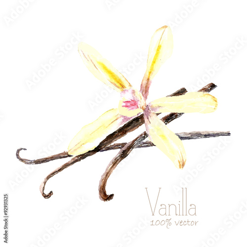  Watercolor vanilla.
