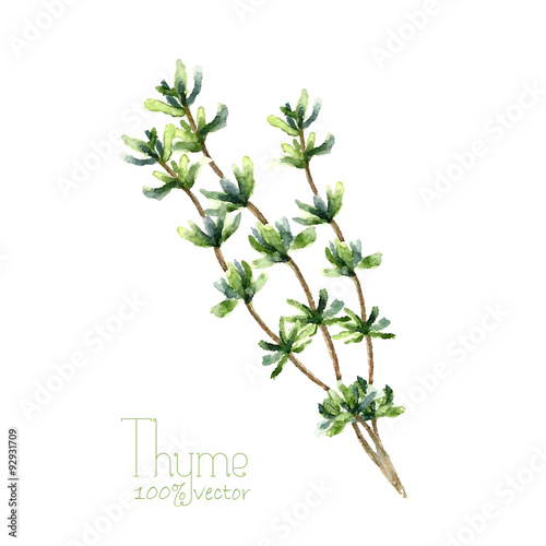 Watercolor thyme.