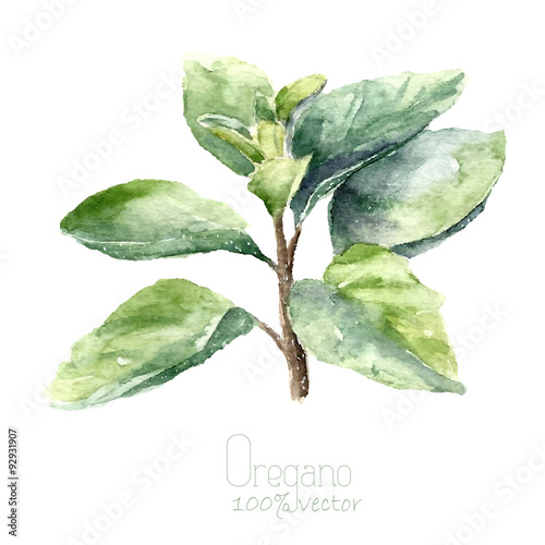 Watercolor oregano.