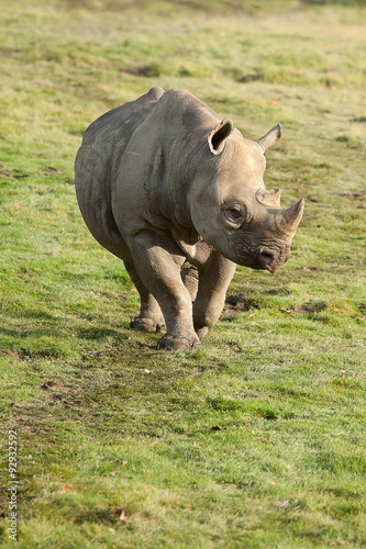 Rhino walking in sun shine