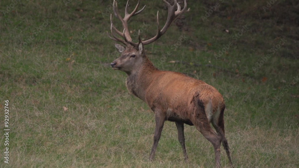 Rothirschbrunft in Bayern