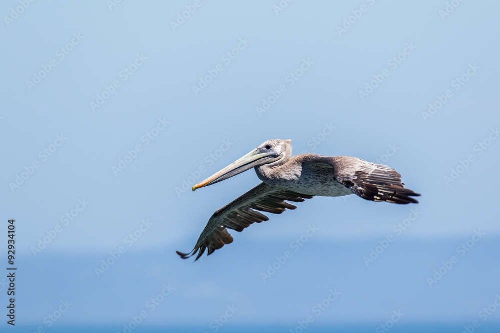 Obraz premium Brown Pelican in flight.