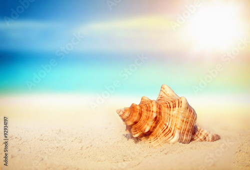  seashell on the sandy beach