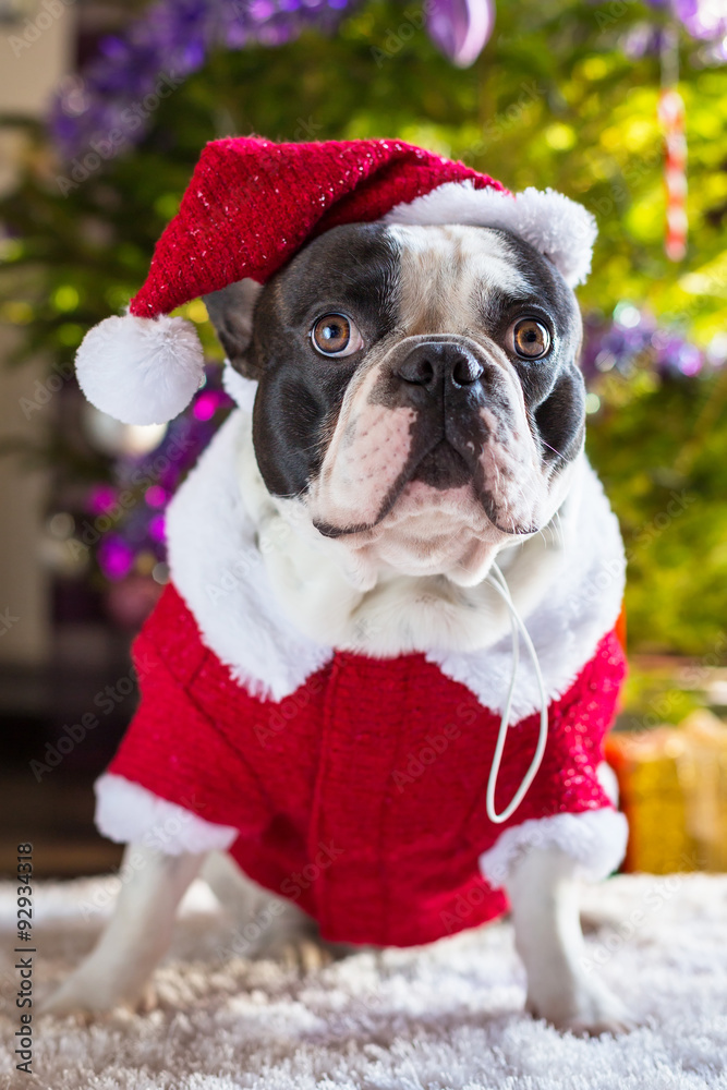 French bulldog in santa hat under christmas tree