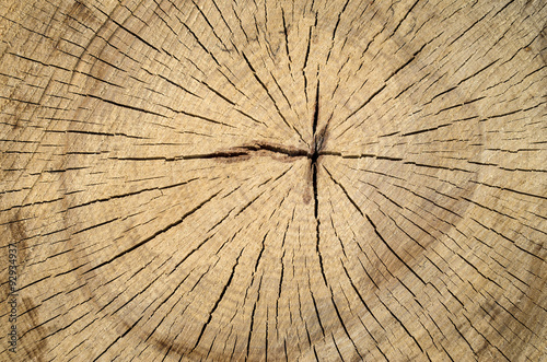 New cracked stump closeup