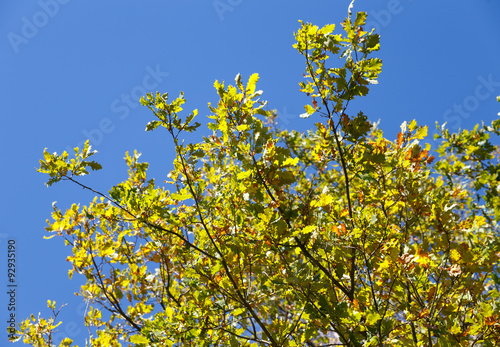  autumnal oak tree