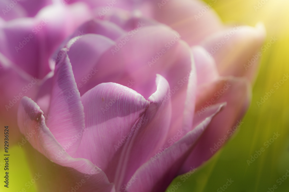 Closeup of purple tulip with glowing sun rays