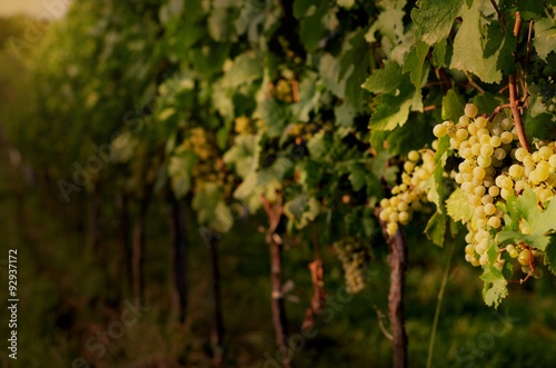 Vineyards at sunset. Ripe white grapes in dramatic light. View of vineyard row with bunches of ripe white wine grapes. Wonderful photo with selective focus and space for text.