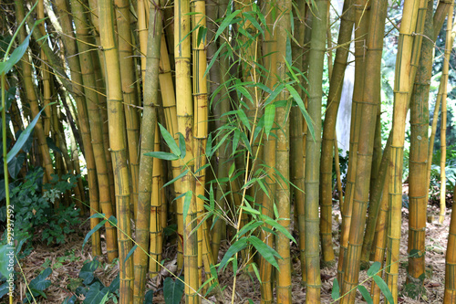 Golden Bamboo